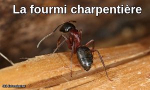 Extermination de fourmis charpentière