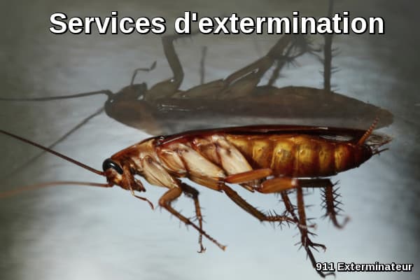 Services d'extermination