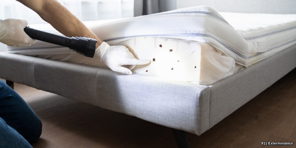 Comment éliminer les punaises de lit sur le matelas ? - SOLUTY