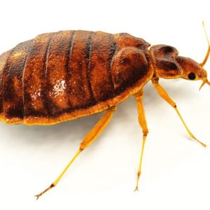 Bedbug Extermination