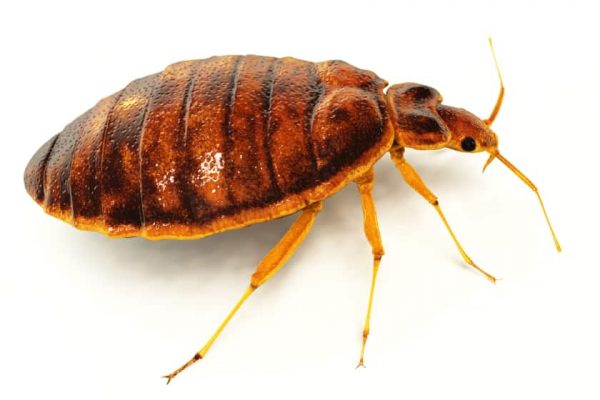 Bed bug extermination