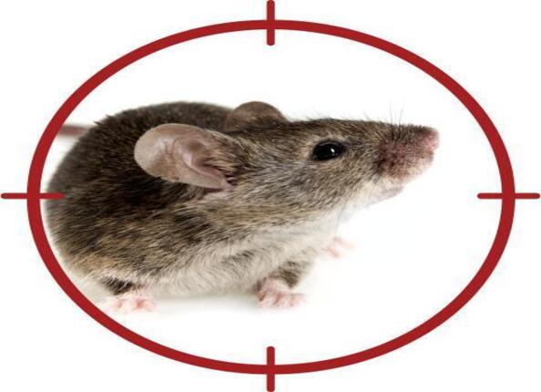 Se débarrasser des souris : 8 solutions naturelles et efficaces