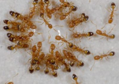 Fourmis pharaon