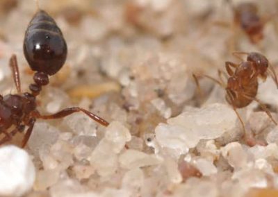 Fourmis domestiques odorantes