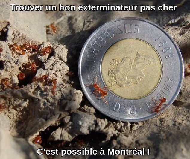 extermination pas chère