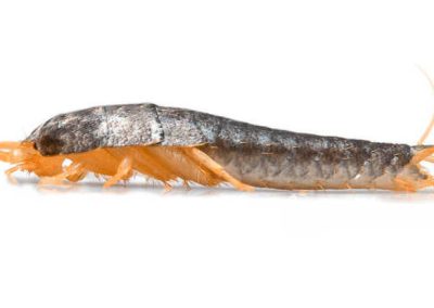 Poisson d’argent