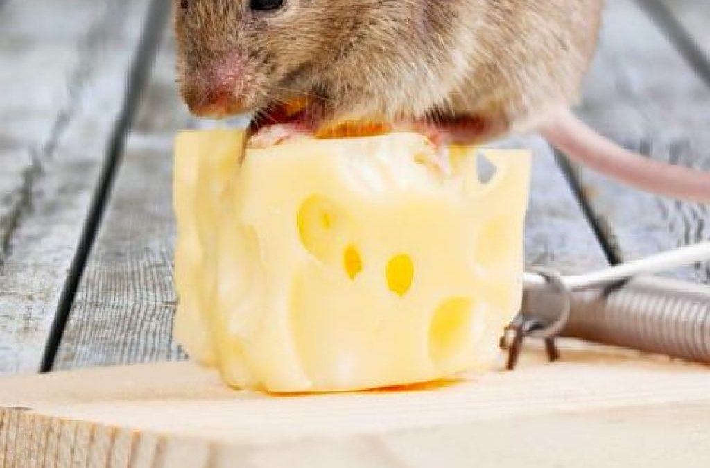 Souris