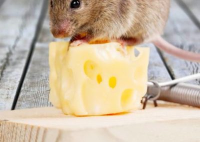 Souris