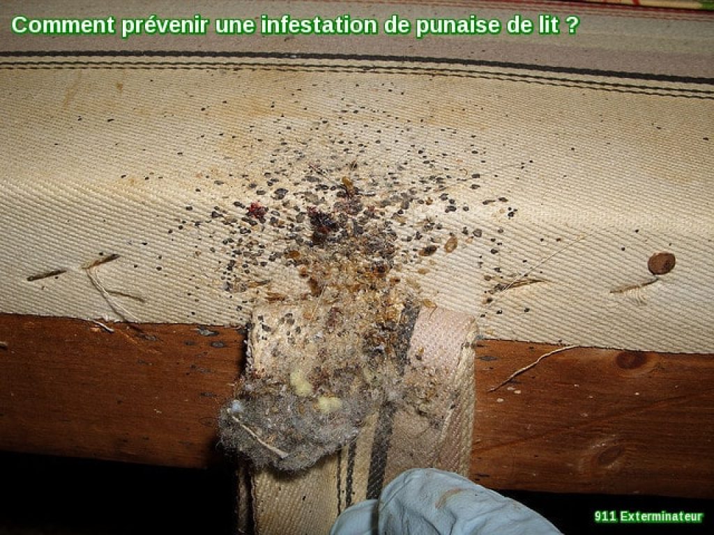 infestation de punaise de lit