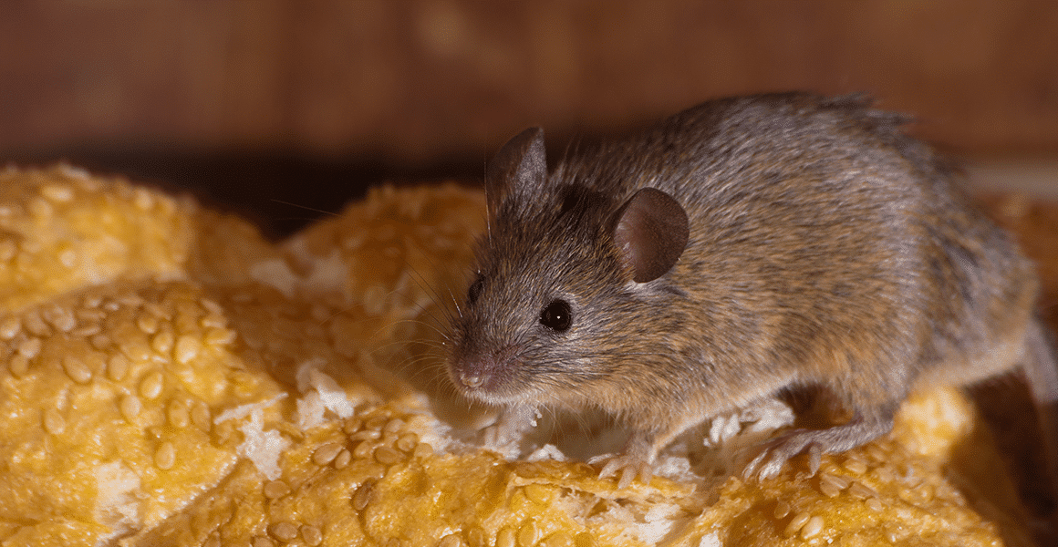 invasion-de-souris