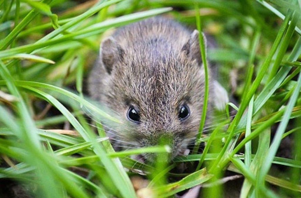 Problème de souris