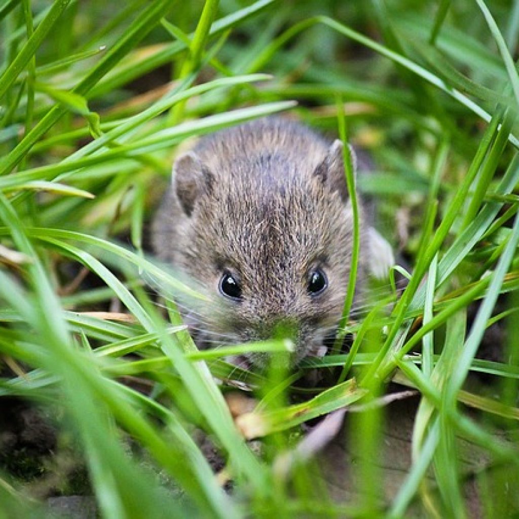 problème de souris 911 exterminateur