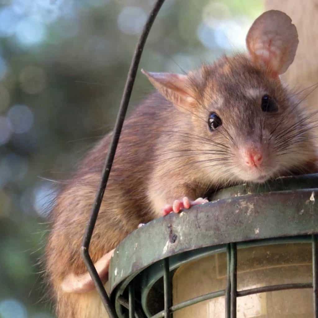 exterminateur de rat