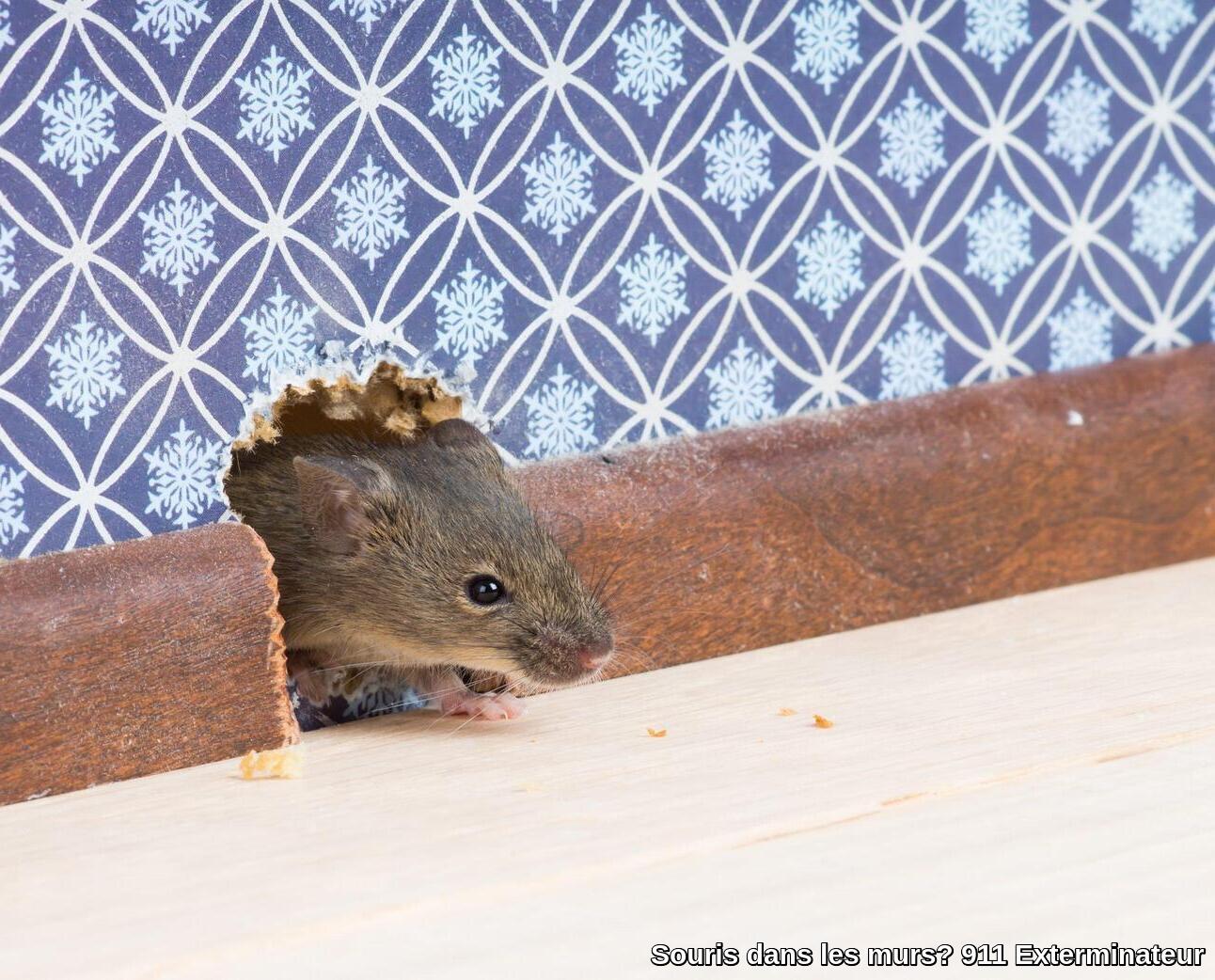 souris-dans-les-murs