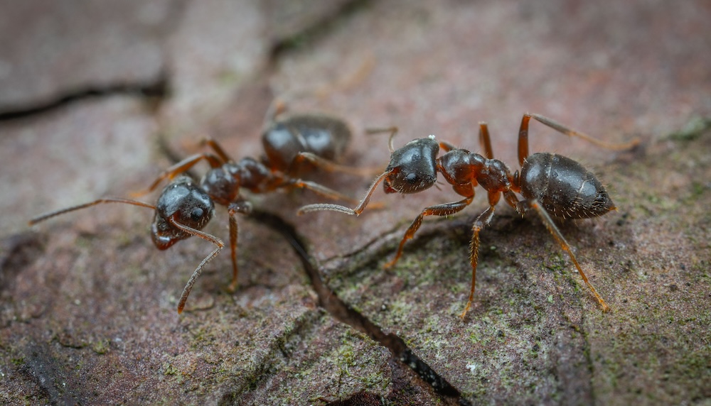 Exterminateur de fourmis à Longueuil