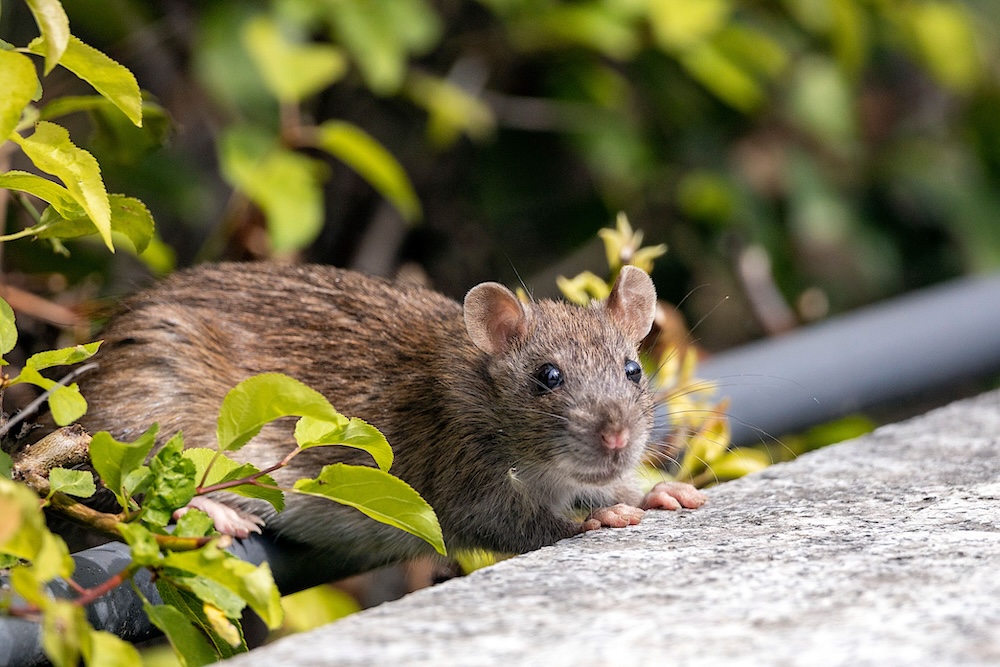 Exterminateur de souris à Boucherville