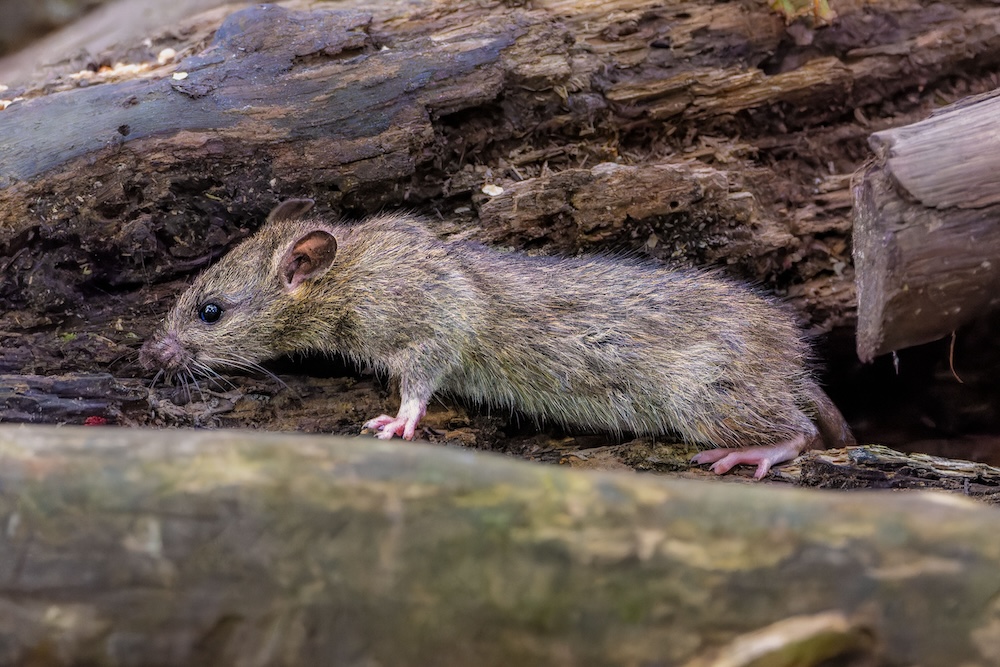 Exterminateur de souris à Brossard Exterminateur de souris à Brossard