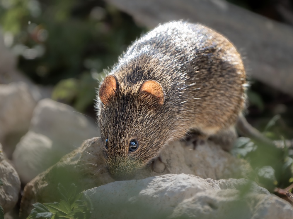 Exterminateur de souris à Longueuil